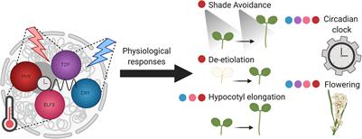 Out of the Dark and Into the Light: A New View of Phytochrome Photobodies